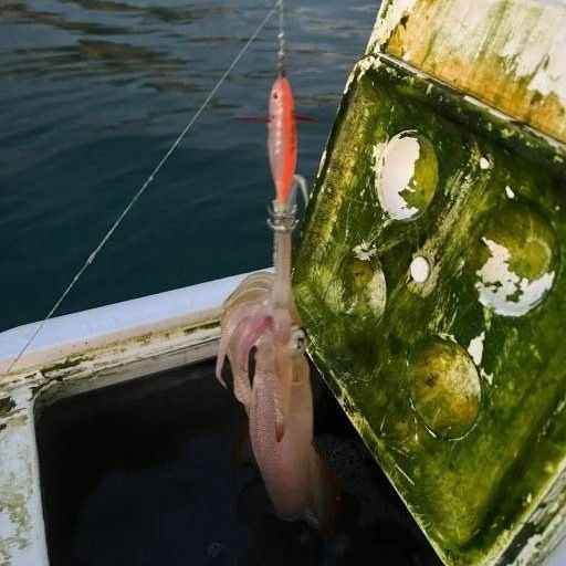 Кальмарница Carrot Fish