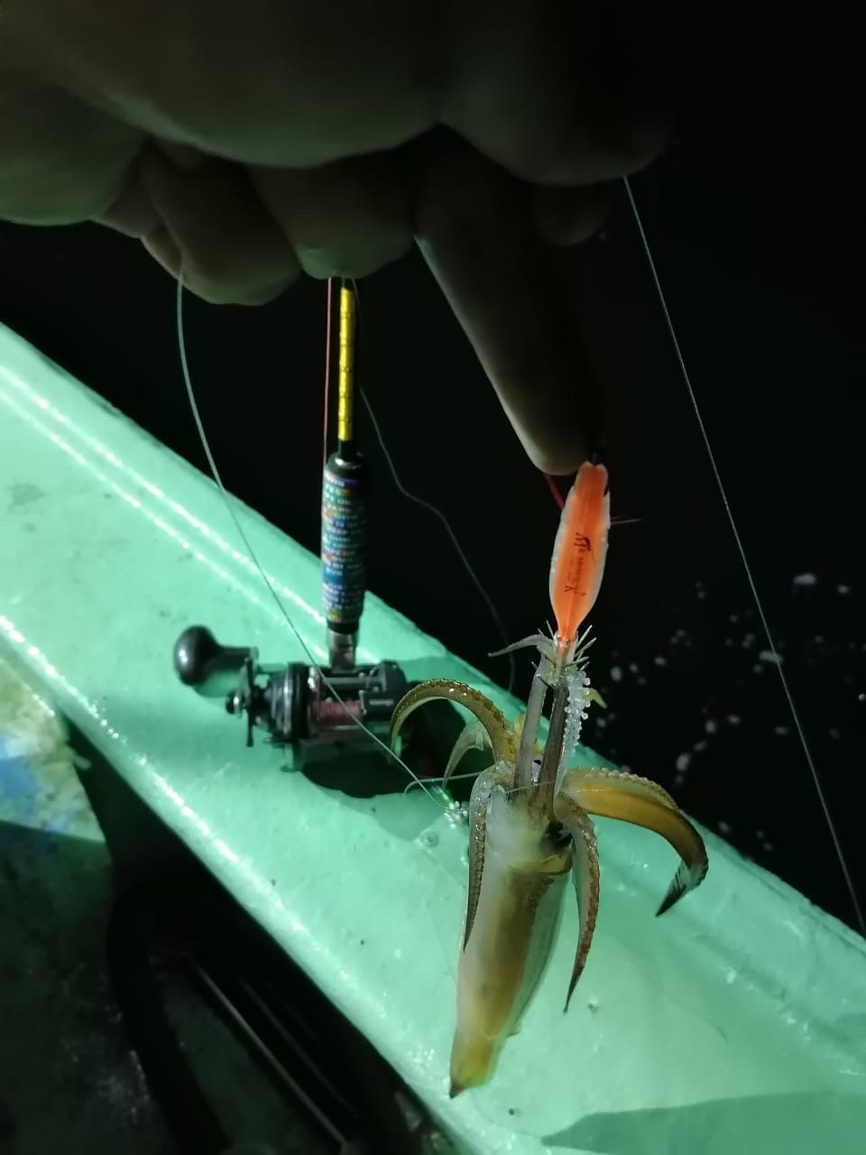 Кальмарница Carrot Fish