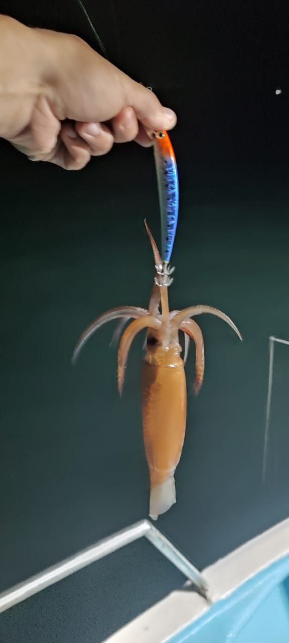 Кальмарный воблер Anchovy 15 гр / 22,5 гр